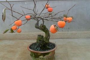 柿子(zǐ)盆栽3