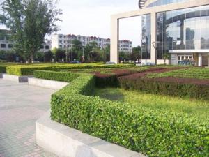 廠(chǎng)區(qū)綠(lǜ)化(huà)2