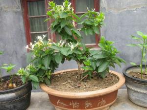 金(jīn)銀(yín)花(huā)盆栽1