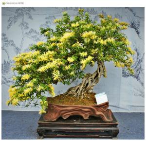 金(jīn)銀(yín)花(huā)盆栽2