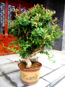 金(jīn)銀(yín)花(huā)盆栽3