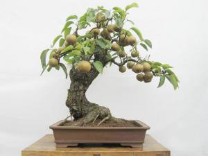 梨樹(shù)盆栽2