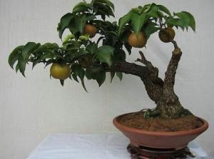 梨樹(shù)盆栽3