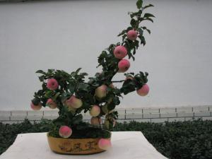 蘋果盆栽2
