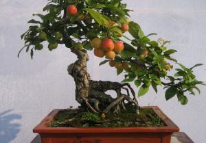 蘋果盆栽3
