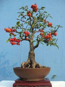 山(shān)楂盆栽1