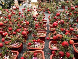 山(shān)楂盆栽3